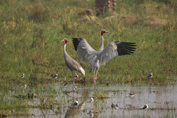 Keoladeo National Park